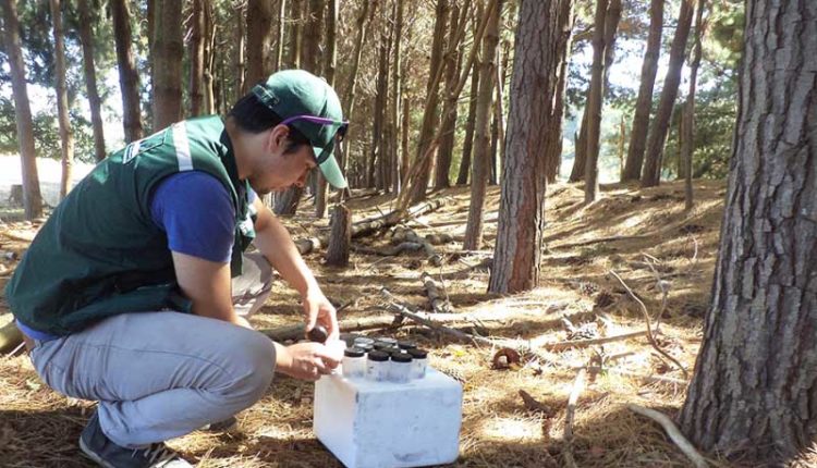 SAG liberó avispas controladoras de plaga forestal en el Maule en el Maule