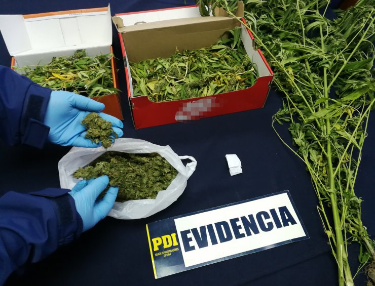 Detienen a sujeto que comercializaba marihuana en la comuna de Ránquil