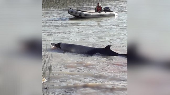 Extraña especie de ballena varó en la costa de Caleta Tortel