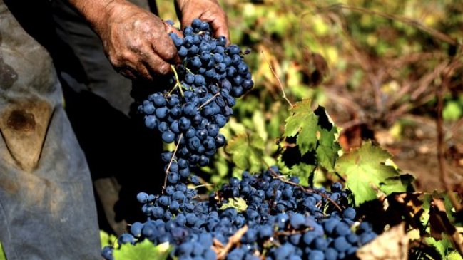Viñateros de Coelemu emplazan al ministro de Agricultura por bajo precio de la uva