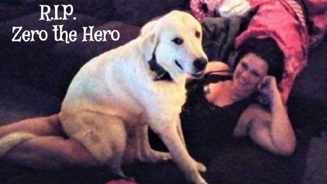 Perrito héroe murió después de salvar a su familia durante balacera en un cumpleaños