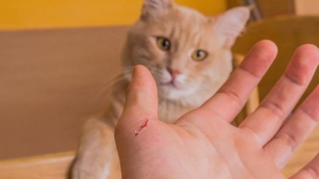 Adolescente sufrió una extraña enfermedad mental por culpa de su gato