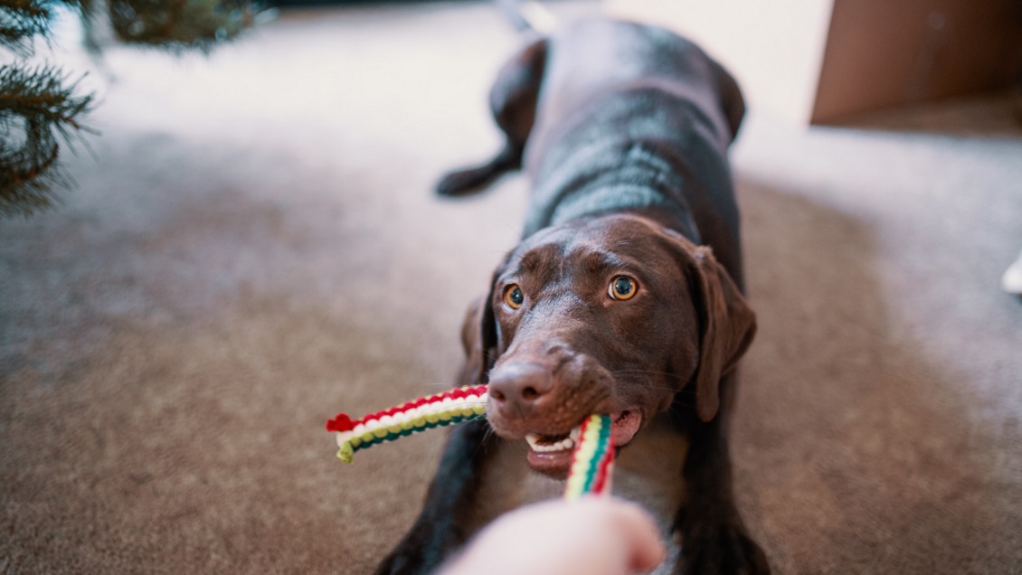 Feria dedicada a mascotas tendrá talleres, tendencias y jornada de adopción