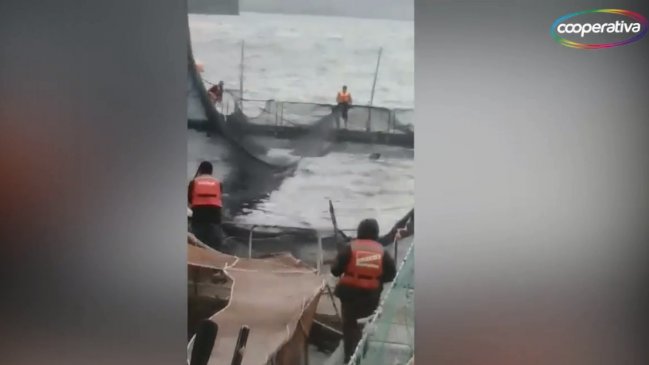 Sernapesca denunciará a empresa salmonera por matanza de lobo marino