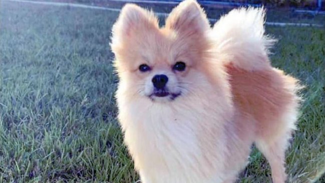 Joven ofrece un auto como recompensa por hallar a su perrito perdido