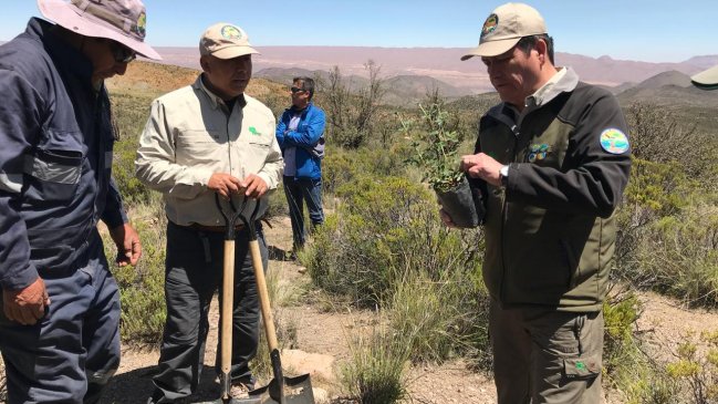 Arica y Parinacota: Reforestaron 10 hectáreas de bosque de queñoa en Parque Nacional Lauca
