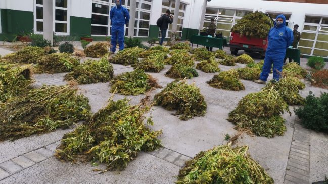 Decomisan 581 plantas de cannabis y 10 kilos de marihuana en La Higuera