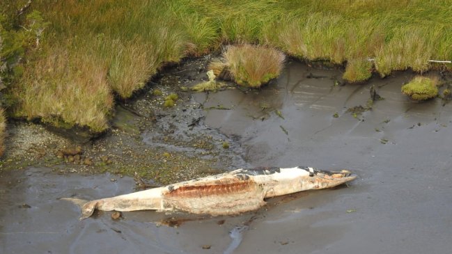 Sernapesca investiga posible 