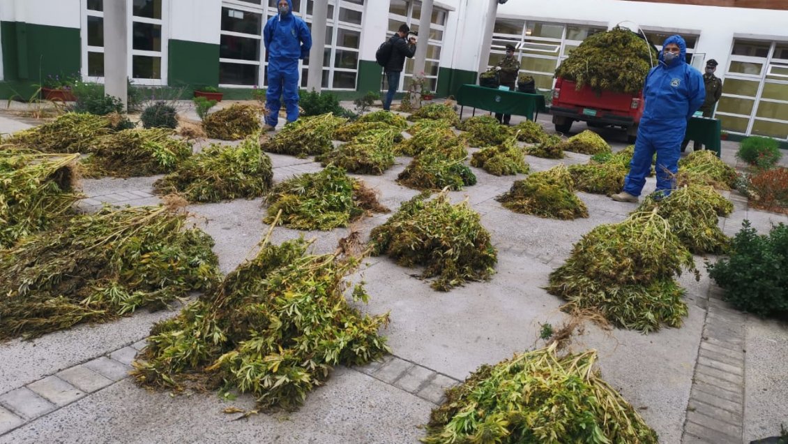 Decomisan 581 plantas de cannabis y 10 kilos de marihuana en La Higuera