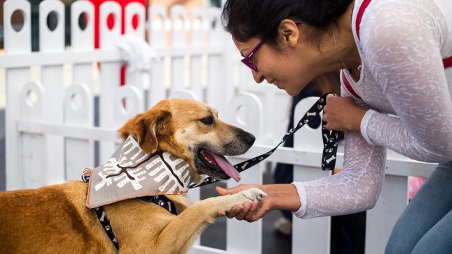 Feria Pets llega por primera vez a Maipú