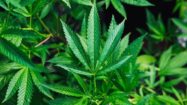 EE.UU. busca a alguien que pueda quemar 450 kilos de marihuana por hora