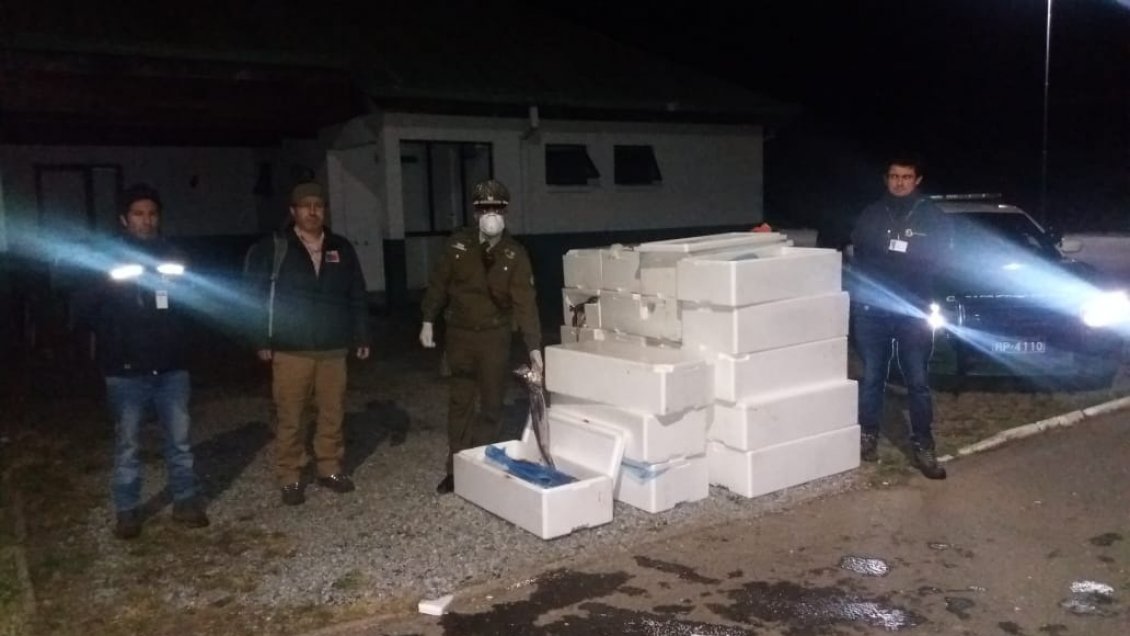 Los Ríos: Carabineros incautó cerca de una tonelada de merluza que viajaba sin refrigeración