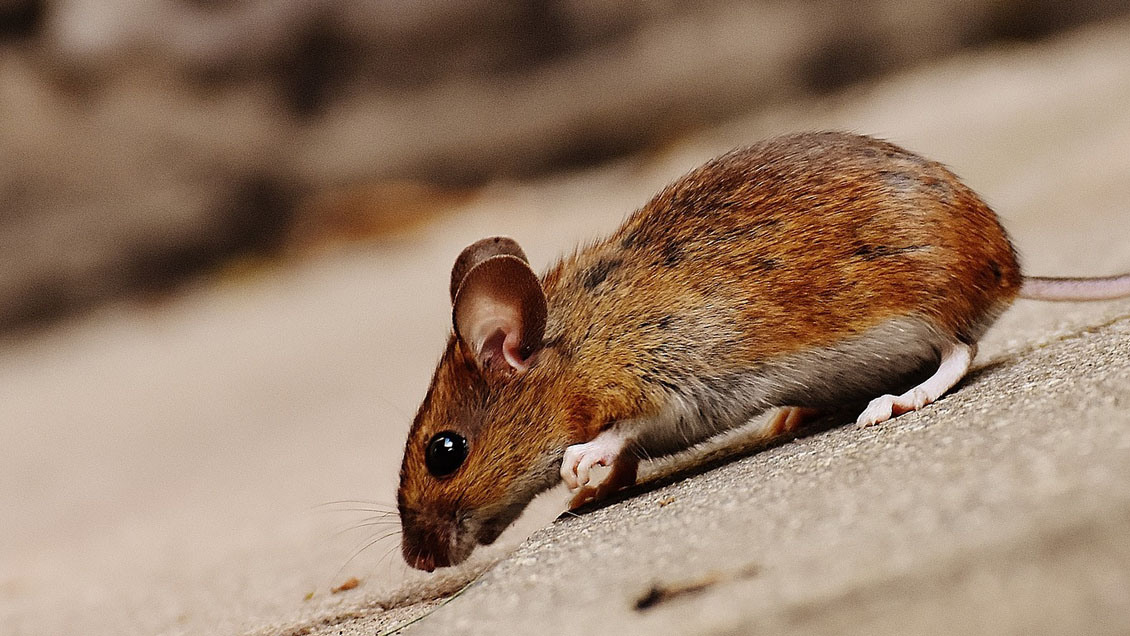 Minsal confirmó dos nuevos casos de virus Hanta en la Región de Ñuble