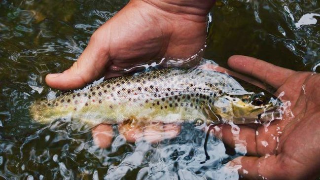 Arica y Parinacota: Preparan campeonato de pesca a 4.500 metros sobre el nivel del mar
