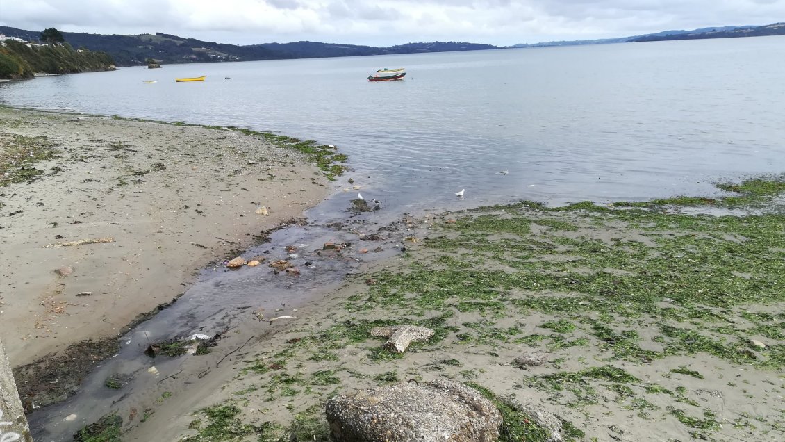 Autoridades confirmaron que materia fecal en la bahía originó malos olores en Ancud