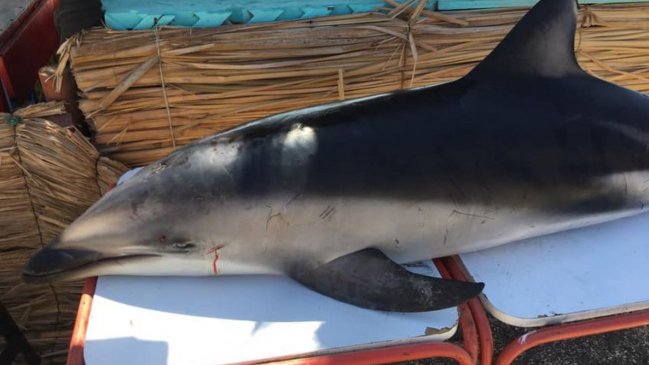 Muere otro ejemplar de delfín oscuro en las costas de Antofagasta
