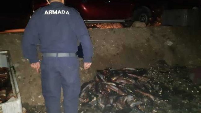 Coquimbo: Llaman a no consumir jibia varada en Puerto Aldea