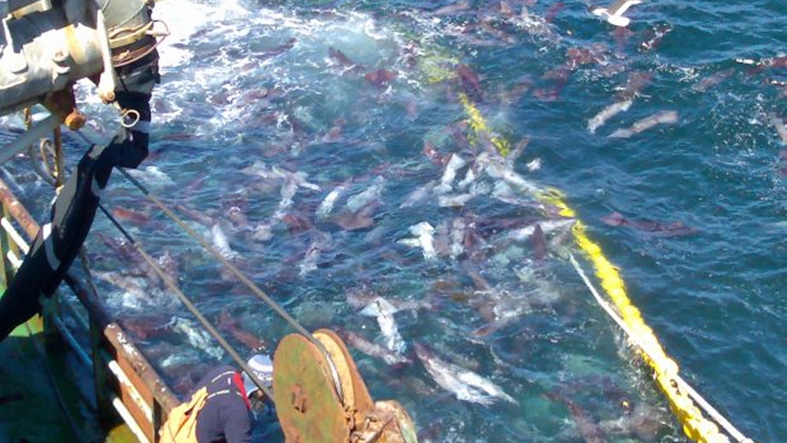 Biobío: Tercera empresa ligada a la jibia anuncia despidos en menos de una semana