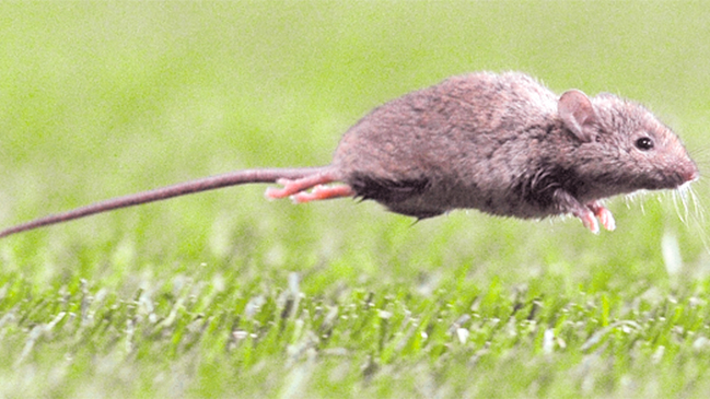 Evalúan presunto cuarto contagio de virus hanta en la Región de Los Ríos