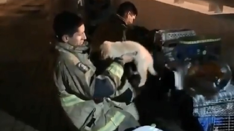 Así fue el rescate de Bomberos a unas mascotas en el incendio al Parque Arauco