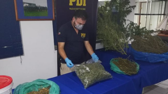 Salamanca: PDI descubrió gran depósito de marihuana cuando investigaba homicidio frustrado