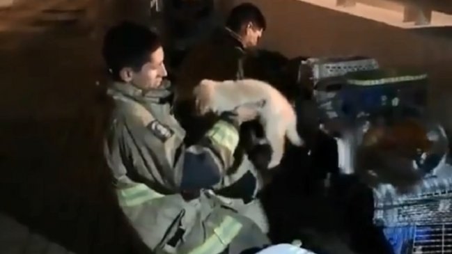 Así fue el rescate de Bomberos a unas mascotas en el incendio al Parque Arauco