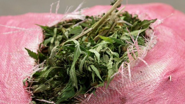 Lactante que comió marihuana se encuentra hospitalizado en Talca