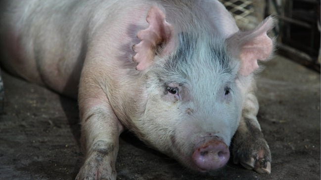 Piden al Tribunal Ambiental intervenir para el cierre definitivo de plantel porcino en Coihueco