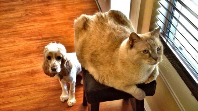 Los nombres más usados en Chile para bautizar a los perros y gatos