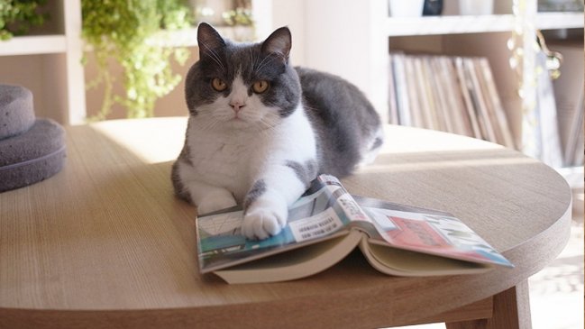 Estudio asegura que los gatos reconocen sus nombres