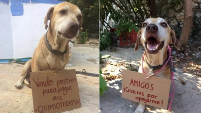 Perrito tuvo que vender postres para pagarse su quimioterapia