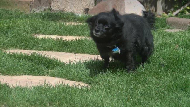 Perrita salió de paseo a un parque y volvió drogada