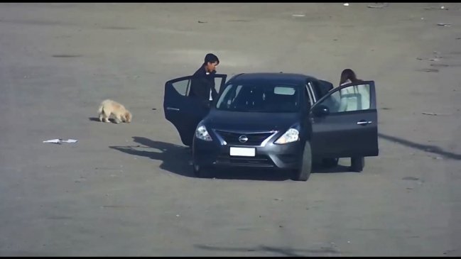 Municipalidad de La Pintana difundió video de personas abandonando a su perrita