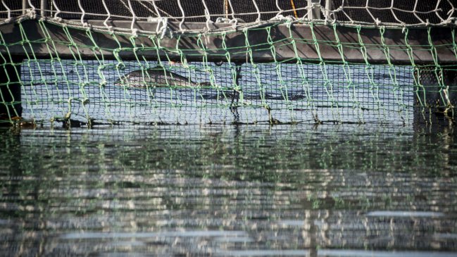 Senadora Goic pide acciones concretas para evitar proyecto salmonero en el Canal Beagle