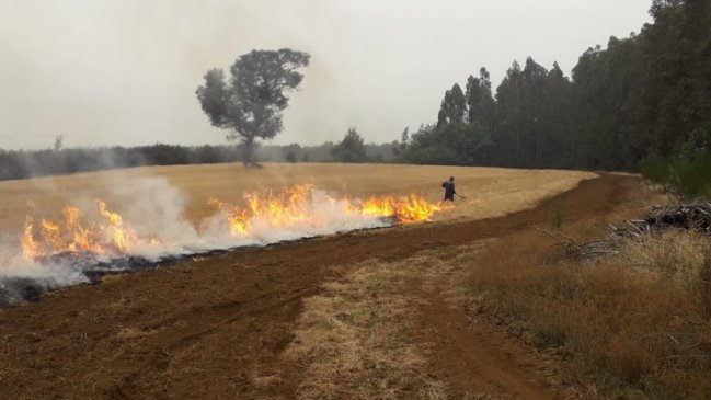 Ñuble: Preocupación tras incendios forestales causados por quemas agrícolas descontroladas