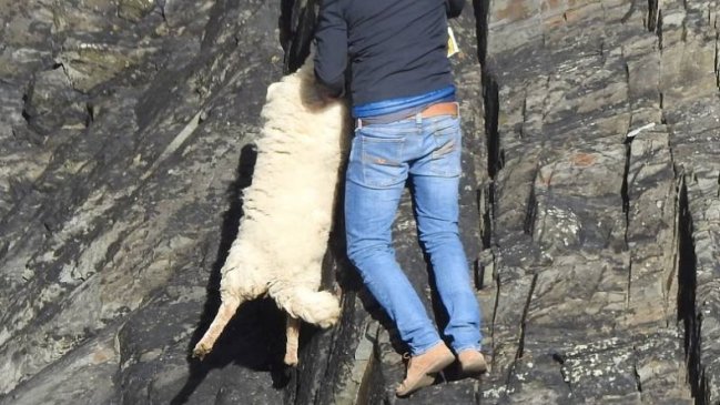 Hombre se arriesgó para salvar a una oveja y recibió críticas