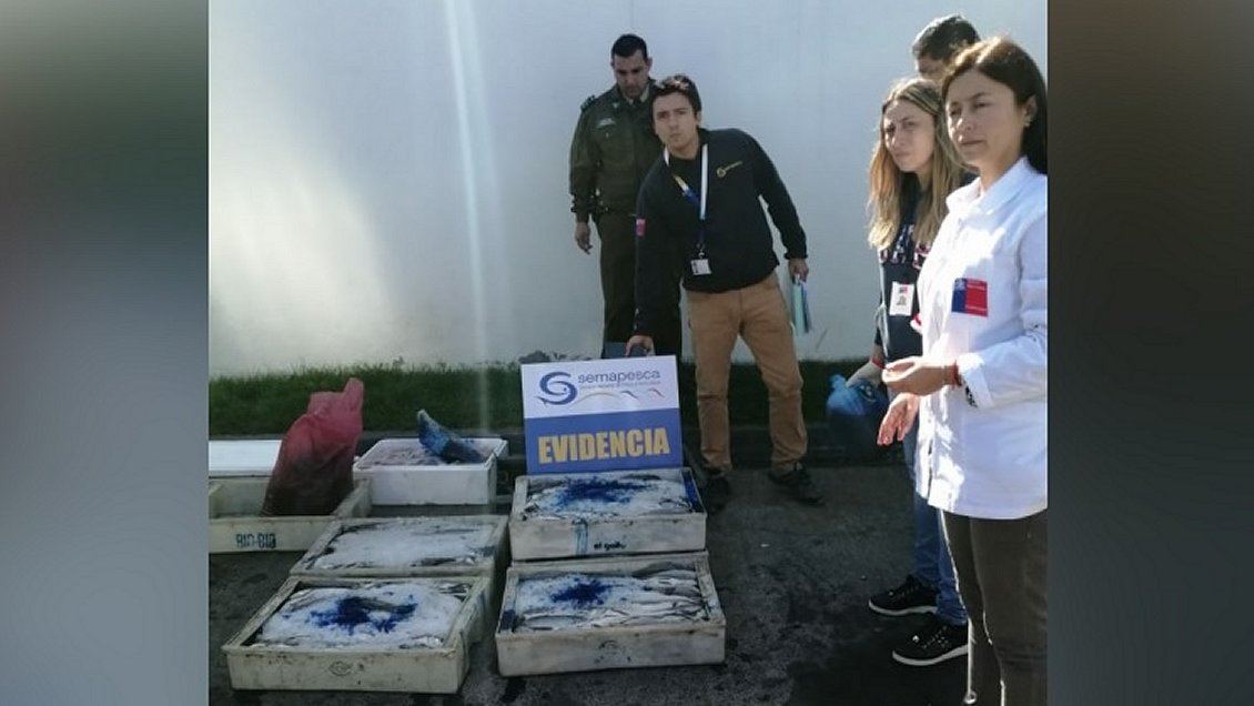 Chillán Viejo: Decomisan 353 kilos de pescados y mariscos transportados sin normas sanitarias