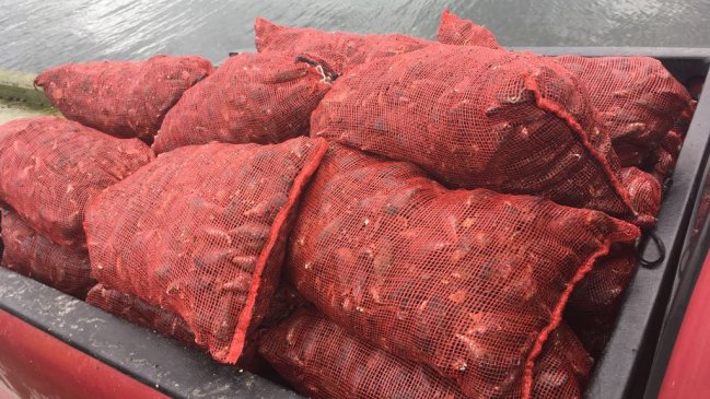 Decomisan ocho toneladas de almejas con marea roja en Calbuco
