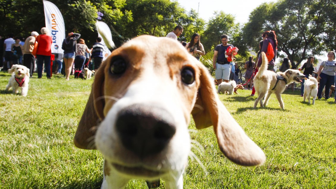 Colegio Médico Veterinario enfatiza riesgo de dar huevitos de chocolate a perros y gatos