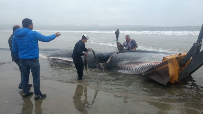 Triste final: Ballena varada en Tongoy murió pese a esfuerzos por rescatarla