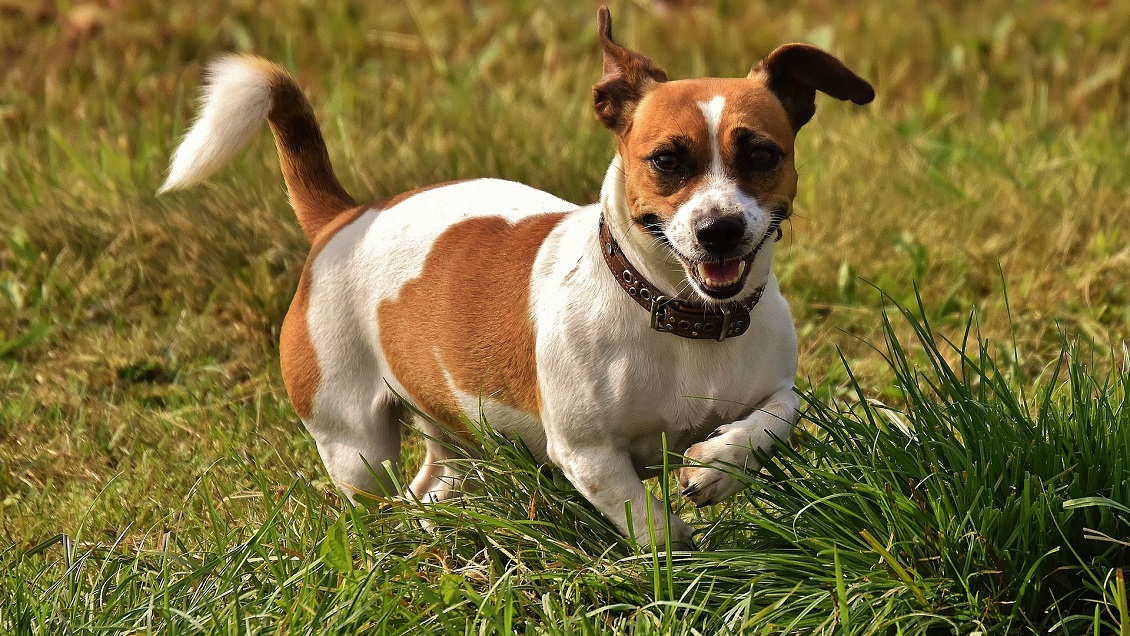 Indignación provocó familia que vende a su perro porque compraron nuevos sofás