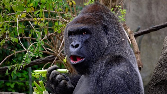 La selfie de unos gorilas huérfanos posando con su familia de humanos que se hizo viral
