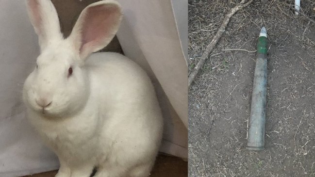 Conejo doméstico descubrió munición de guerra en una casa de Las Condes