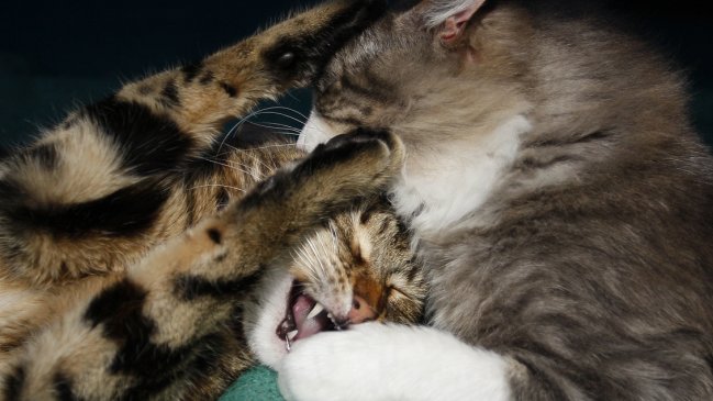 Australia busca matar a dos millones de gatos salvajes