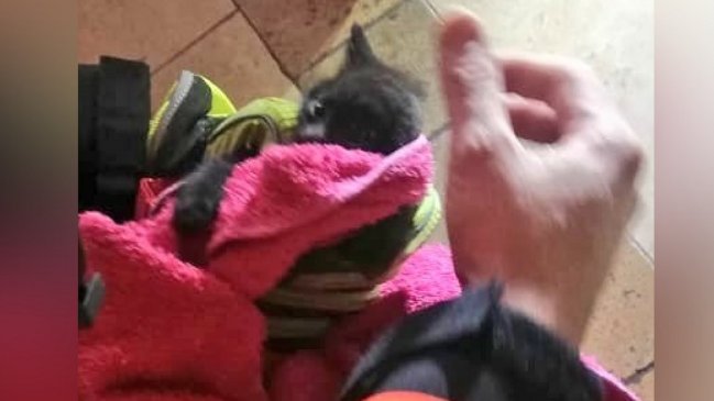 Bomberos rescató a un gato chico que estaba atrapado entre los tabiques de una casa