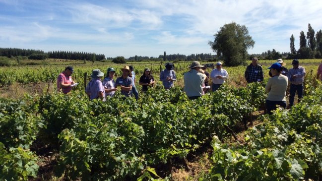 Biobío produjo más de 34 millones de litros de vino durante 2018