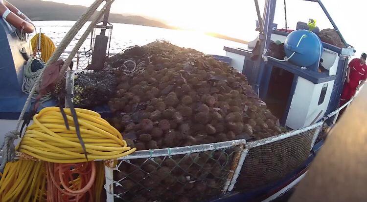 Decomisan tres toneladas de erizos en Quellón