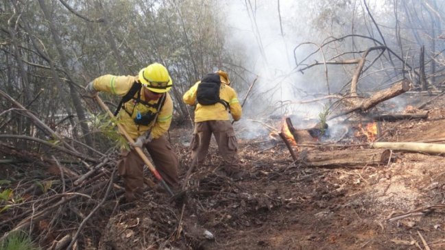 Incendios de Casablanca han consumido más de 100 hectáreas de vegetación