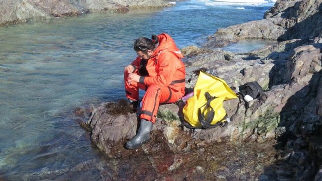Descubren nueva especie de lapa marina en la Patagonia chilena