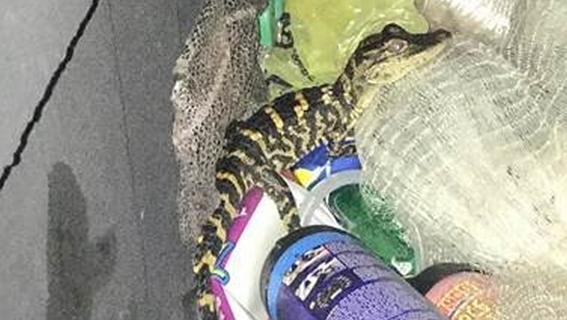 Mujer sorprendió al sacar un caimán de su pantalón durante control policial